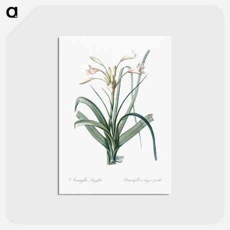 アートポストカード-Malgas lily illustration - ピエール ジョゼフ ルドゥーテ Postcard.