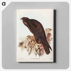 アートパネル-Black Falcon
 - ジョン グールド Canvas.