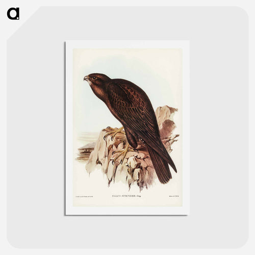 Black Falcon
 - ジョン グールド Postcard.