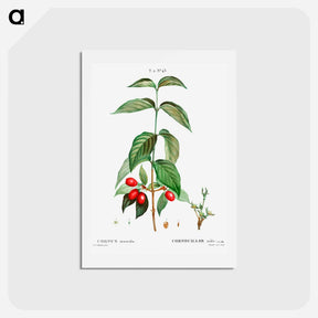 アートポストカード-Dogwood (Cornus mas) - ピエール ジョゼフ ルドゥーテ Postcard.
