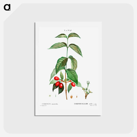 アートポストカード-Dogwood (Cornus mas) - ピエール ジョゼフ ルドゥーテ Postcard.