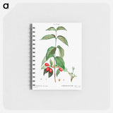 Dogwood (Cornus mas) - ピエール ジョゼフ ルドゥーテ Memo.