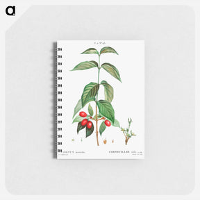 アートメモ帳-Dogwood (Cornus mas) - ピエール ジョゼフ ルドゥーテ Memo.