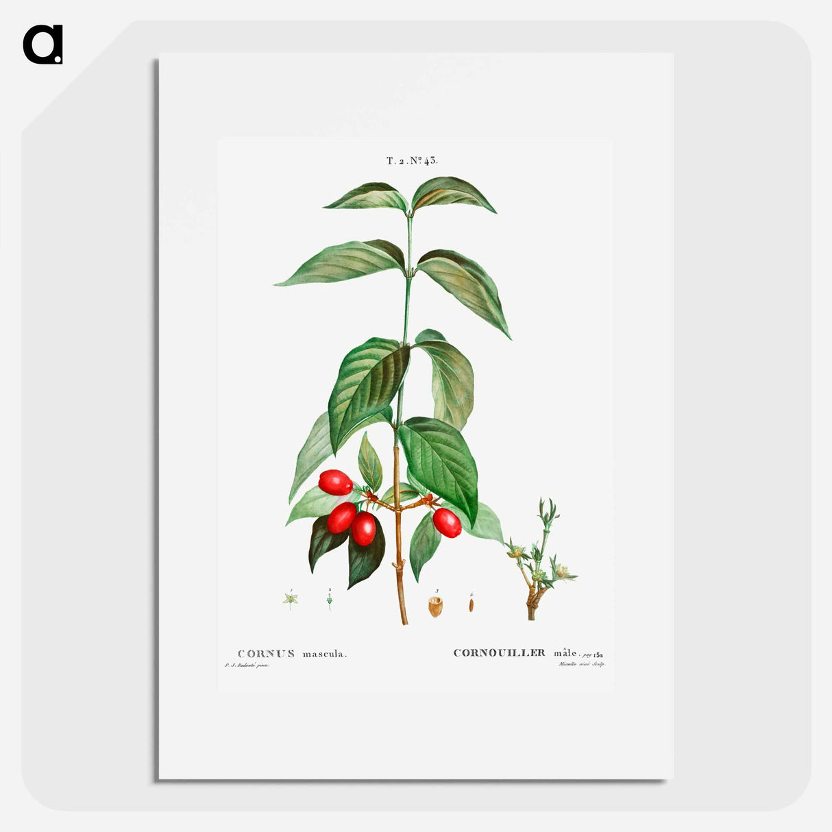 Dogwood (Cornus mas) - Pierre-Joseph Redouté Poster.