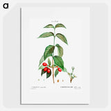 Dogwood (Cornus mas) - Pierre-Joseph Redouté Poster.