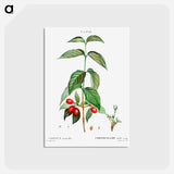 アートポストカード-Dogwood (Cornus mas) - ピエール ジョゼフ ルドゥーテ Postcard.