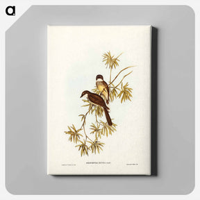 アートパネル-Northern Fantail
 - ジョン グールド Canvas.