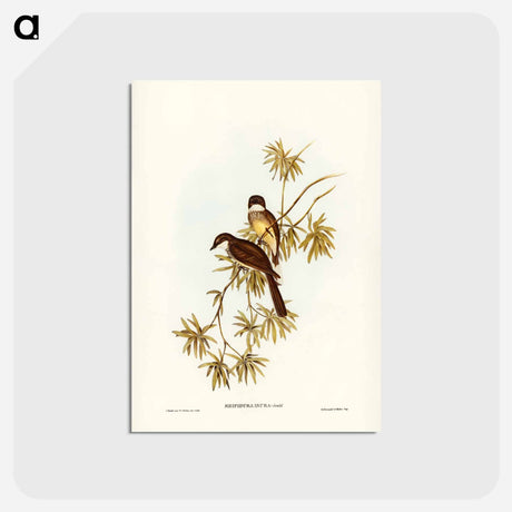 アートポストカード-Northern Fantail
 - ジョン グールド Postcard.