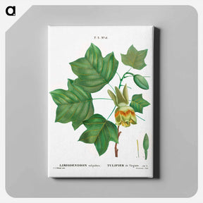 アートパネル-Tulip tree - ピエール ジョゼフ ルドゥーテ Canvas.