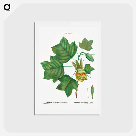 アートポストカード-Tulip tree - ピエール ジョゼフ ルドゥーテ Postcard.