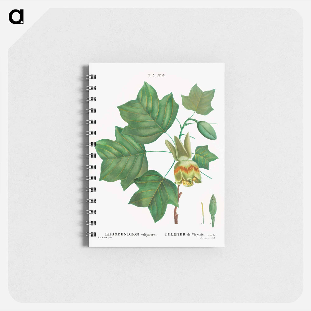 Tulip tree - ピエール ジョゼフ ルドゥーテ Memo.