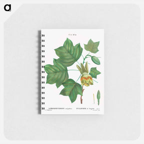 アートメモ帳-Tulip tree - ピエール ジョゼフ ルドゥーテ Memo.