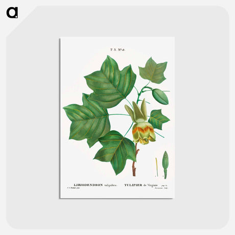アートポストカード-Tulip tree - ピエール ジョゼフ ルドゥーテ Postcard.