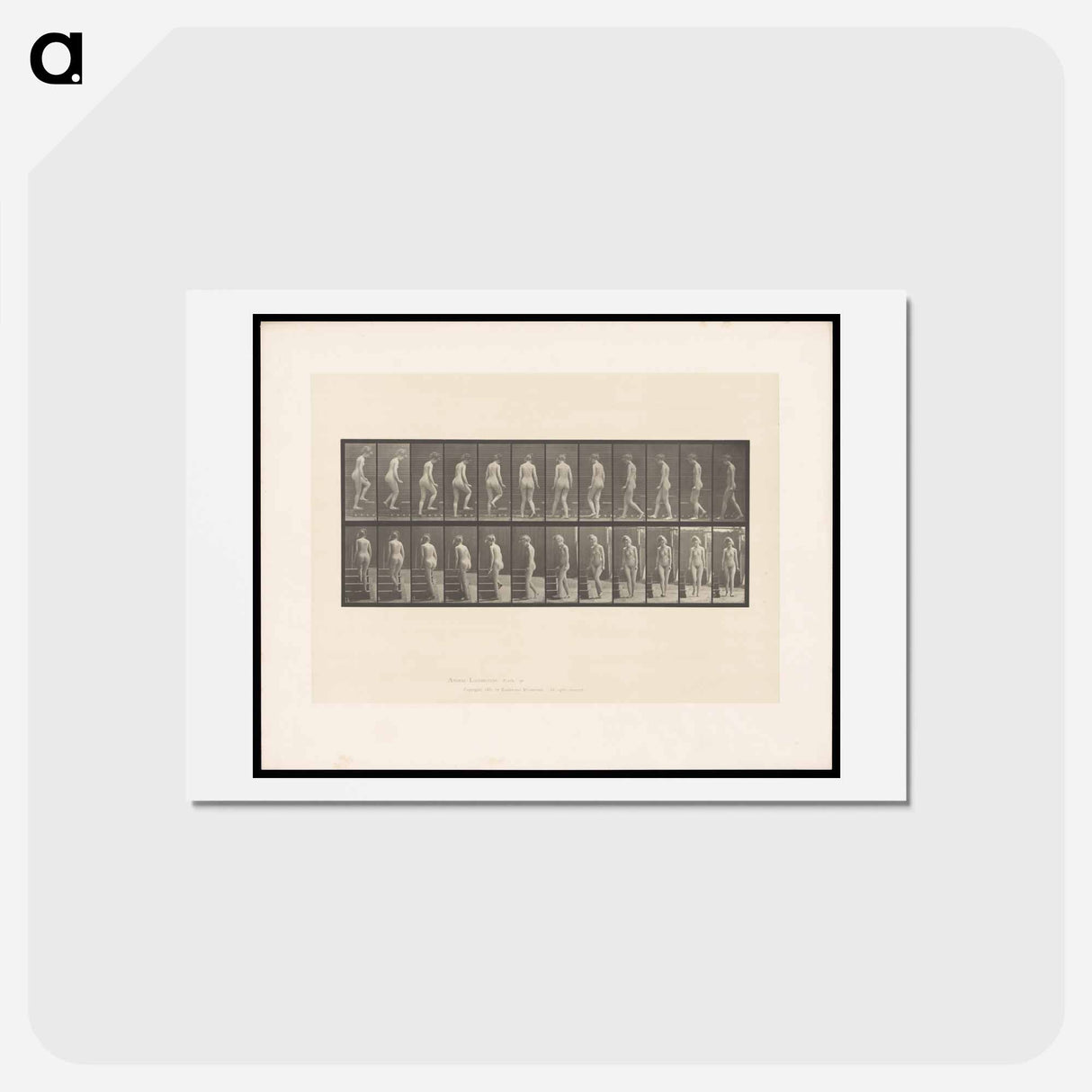 アートポストカード-Ascending Nude
 - エドワード マイブリッジ Postcard.