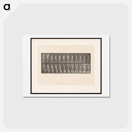 アートポストカード-Ascending Nude
 - エドワード マイブリッジ Postcard.