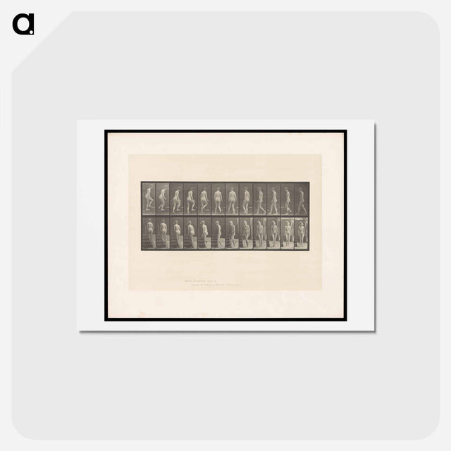 アートポストカード-Ascending Nude
 - エドワード マイブリッジ Postcard.