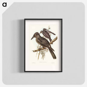 アートポスター-Grey Crow-Shrike
 - ジョン グールド Poster.