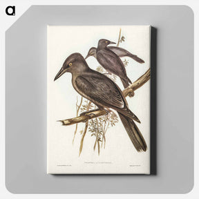 アートパネル-Grey Crow-Shrike
 - ジョン グールド Canvas.