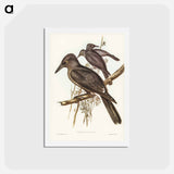 アートポストカード-Grey Crow-Shrike
 - ジョン グールド Postcard.