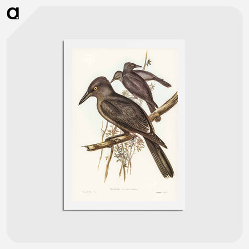 Grey Crow-Shrike
 - ジョン グールド Postcard.