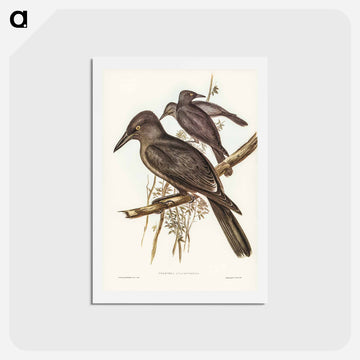 Grey Crow-Shrike
 - ジョン グールド Postcard.