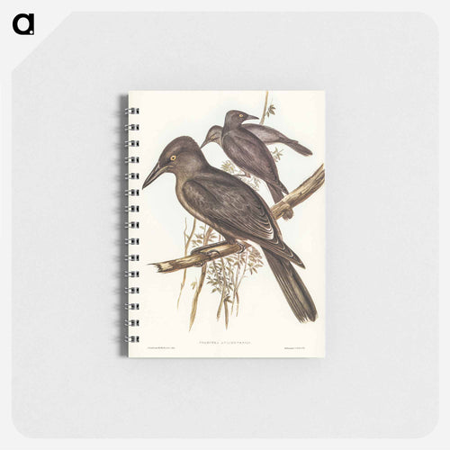 Grey Crow-Shrike
 - John Gould Memo.
