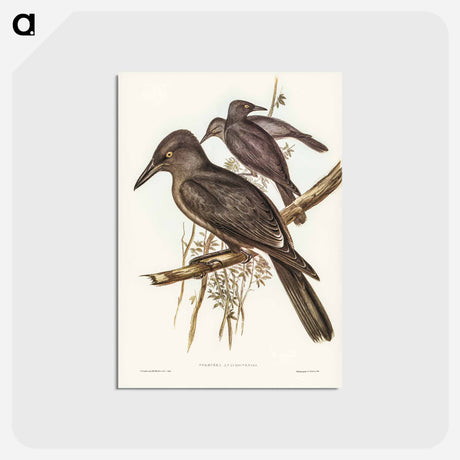 アートポストカード-Grey Crow-Shrike
 - ジョン グールド Postcard.