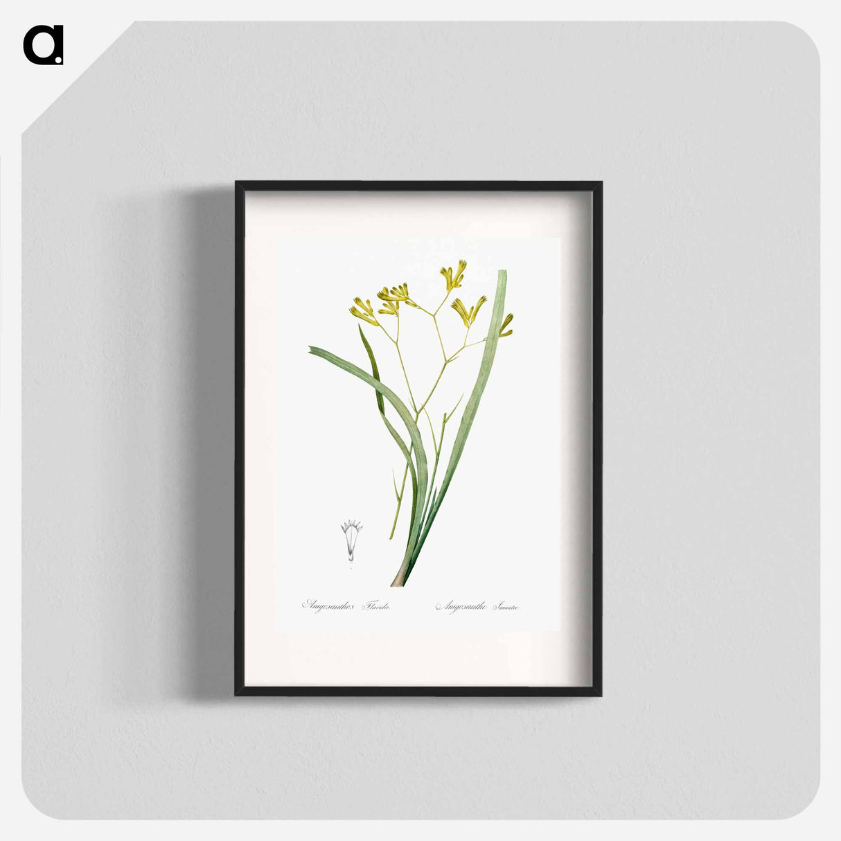 Anigozanthos flavida illustration - Pierre Joseph Redouté Poster.