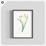 Anigozanthos flavida illustration - Pierre Joseph Redouté Poster.