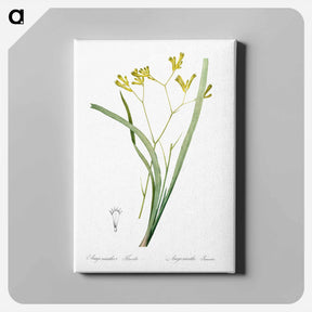 アートパネル-Anigozanthos flavida illustration - ピエール ジョゼフ ルドゥーテ Canvas.