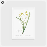 アートポストカード-Anigozanthos flavida illustration - ピエール ジョゼフ ルドゥーテ Postcard.