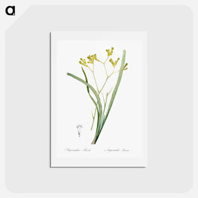 アートポストカード-Anigozanthos flavida illustration - ピエール ジョゼフ ルドゥーテ Postcard.