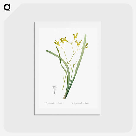 アートポストカード-Anigozanthos flavida illustration - ピエール ジョゼフ ルドゥーテ Postcard.