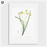 Anigozanthos flavida illustration - Pierre Joseph Redouté Poster.