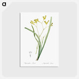 アートポストカード-Anigozanthos flavida illustration - ピエール ジョゼフ ルドゥーテ Postcard.