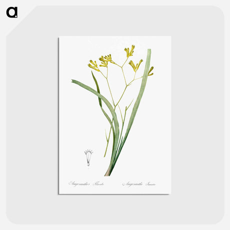 アートポストカード-Anigozanthos flavida illustration - ピエール ジョゼフ ルドゥーテ Postcard.