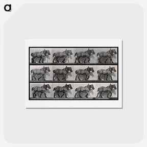 アートポストカード-Cart-Horse Walking
 - エドワード マイブリッジ Postcard.