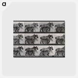 アートポストカード-Cart-Horse Walking
 - エドワード マイブリッジ Postcard.