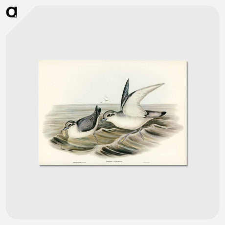 アートポストカード-Dove-like Prion
 - ジョン グールド Postcard.