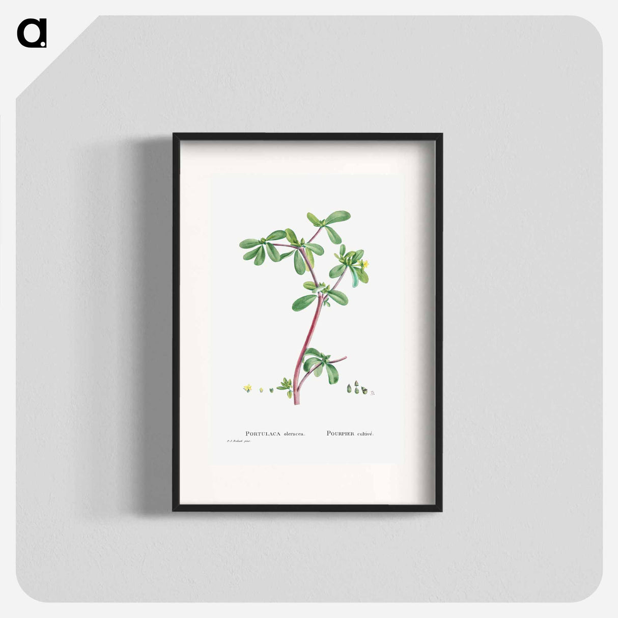 Portulaca Oleracea (Common Purslane) - ピエール ジョゼフ ルドゥーテ Poster.