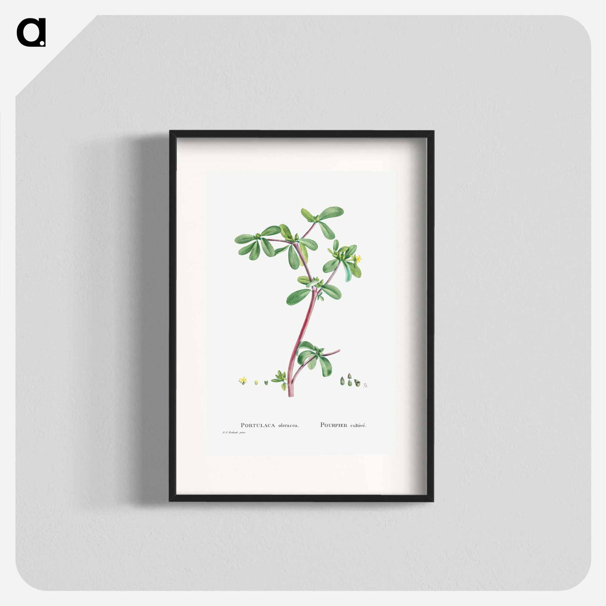 Portulaca Oleracea (Common Purslane) - Pierre Joseph Redouté Poster.