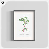 Portulaca Oleracea (Common Purslane) - Pierre Joseph Redouté Poster.
