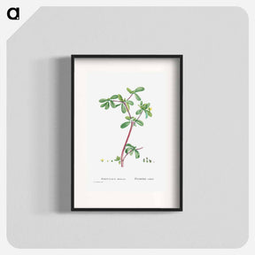 アートポスター-Portulaca Oleracea (Common Purslane) - ピエール ジョゼフ ルドゥーテ Poster.
