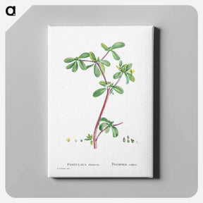 アートパネル-Portulaca Oleracea (Common Purslane) - ピエール ジョゼフ ルドゥーテ Canvas.