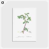 アートポストカード-Portulaca Oleracea (Common Purslane) - ピエール ジョゼフ ルドゥーテ Postcard.
