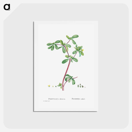 アートポストカード-Portulaca Oleracea (Common Purslane) - ピエール ジョゼフ ルドゥーテ Postcard.