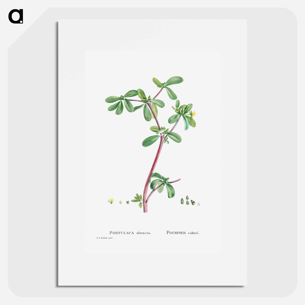 Portulaca Oleracea (Common Purslane) - Pierre Joseph Redouté Poster.