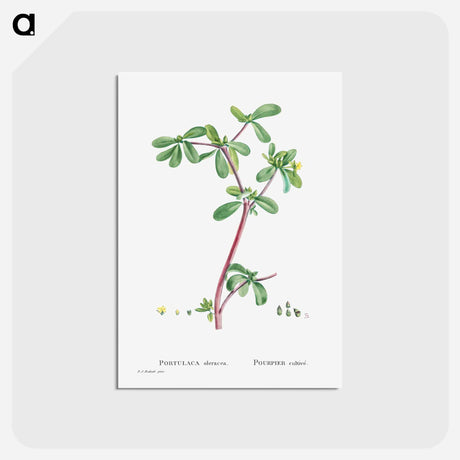 アートポストカード-Portulaca Oleracea (Common Purslane) - ピエール ジョゼフ ルドゥーテ Postcard.