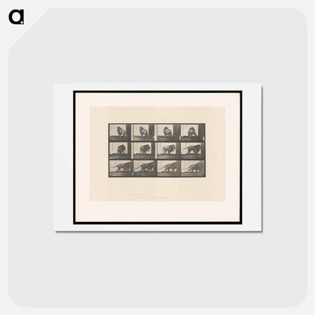 アートポストカード-Walking Lion
 - エドワード マイブリッジ Postcard.