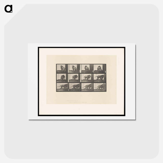 アートポストカード-Walking Lion
 - エドワード マイブリッジ Postcard.